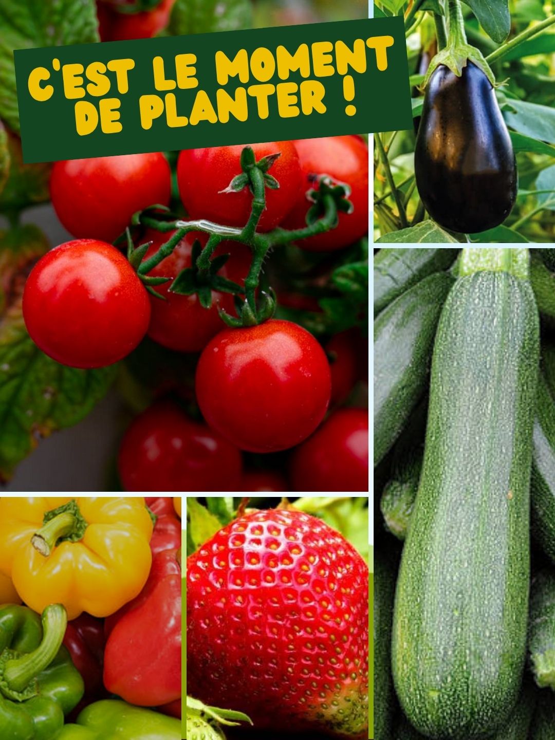 Plants potager botaany la pépinière L'aiguillon sur vie