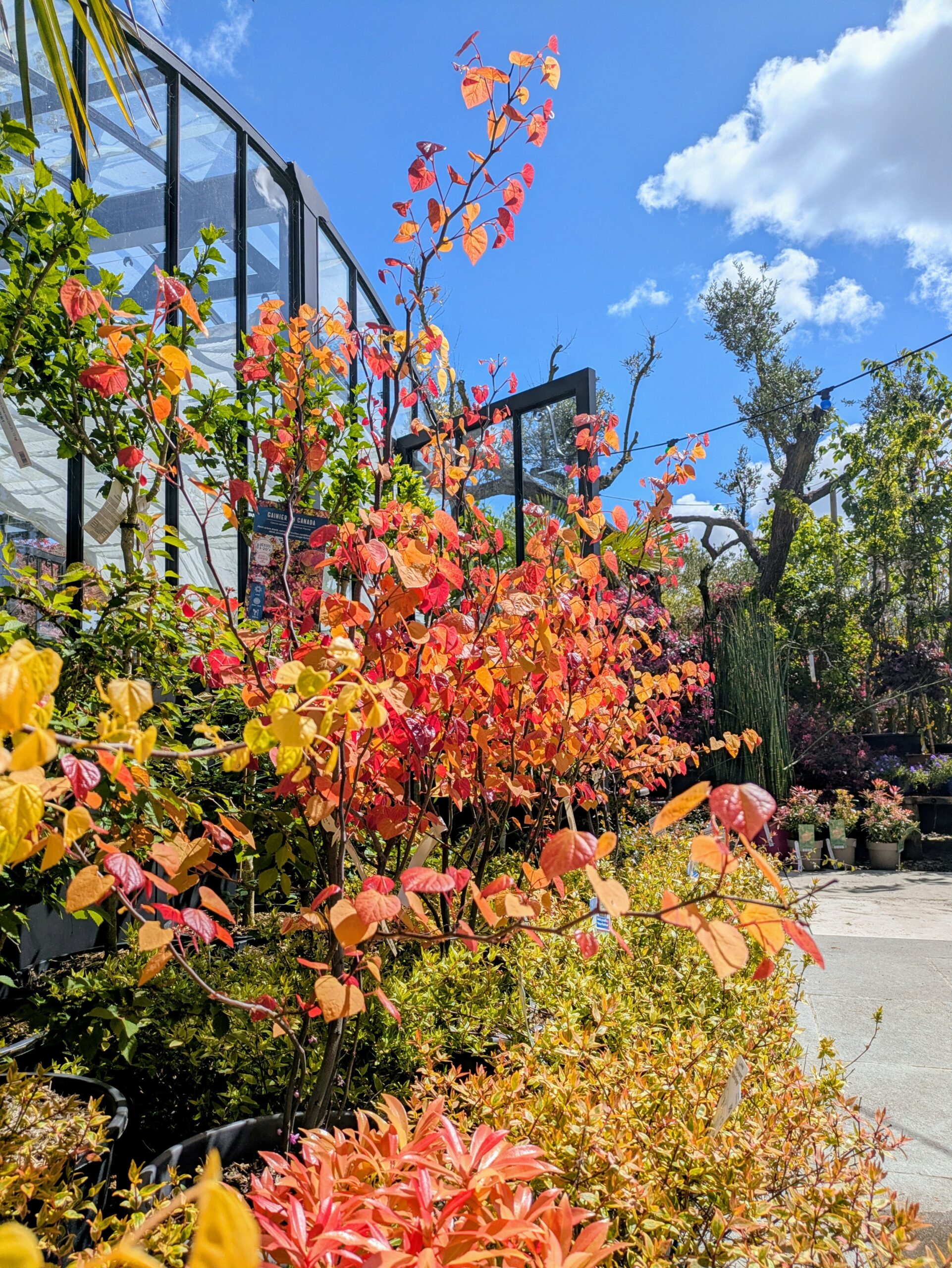 BOTAANY la pépinière L'Aiguillon sur vie