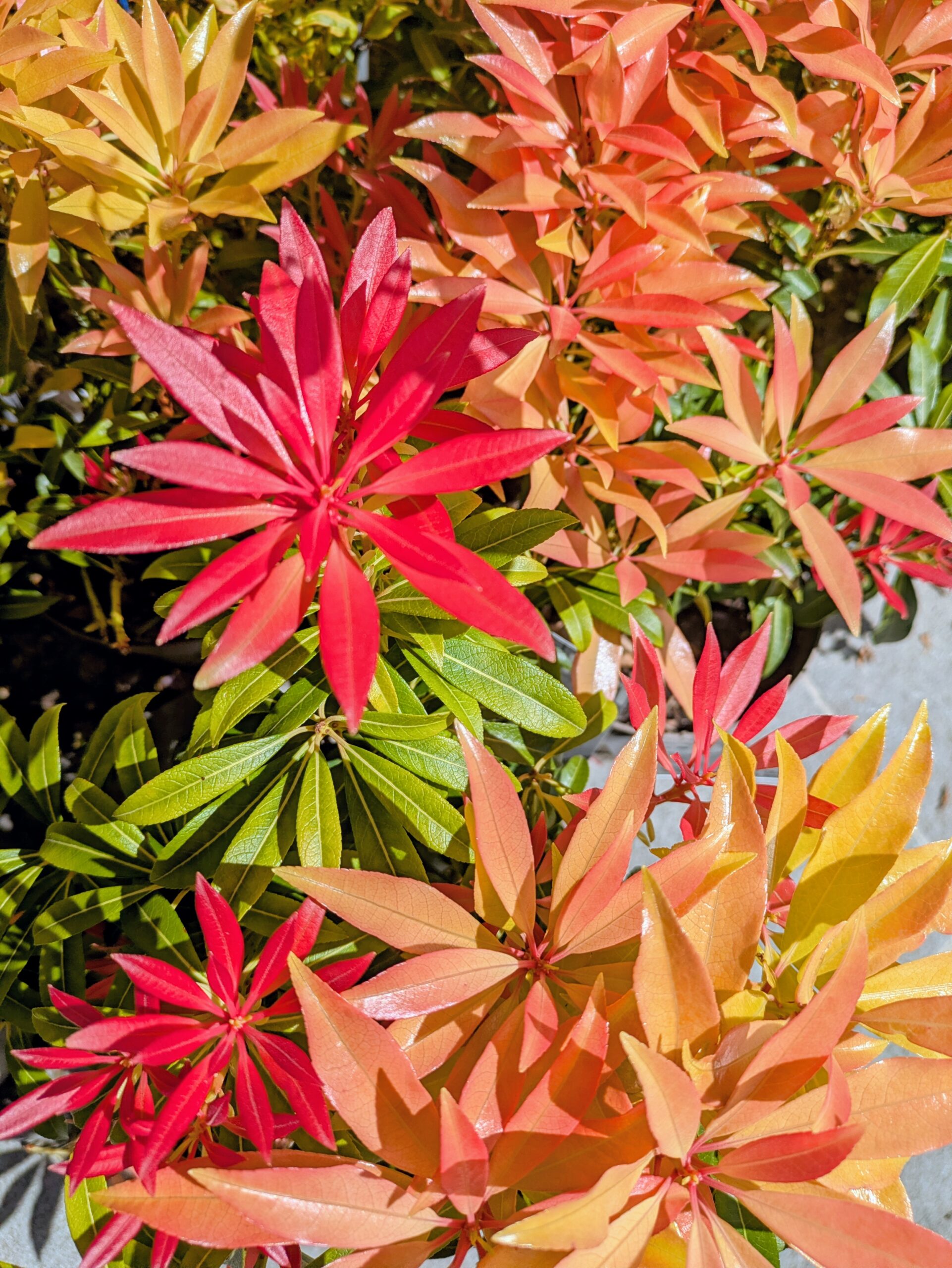 BOTAANY la pépinière L'Aiguillon sur vie