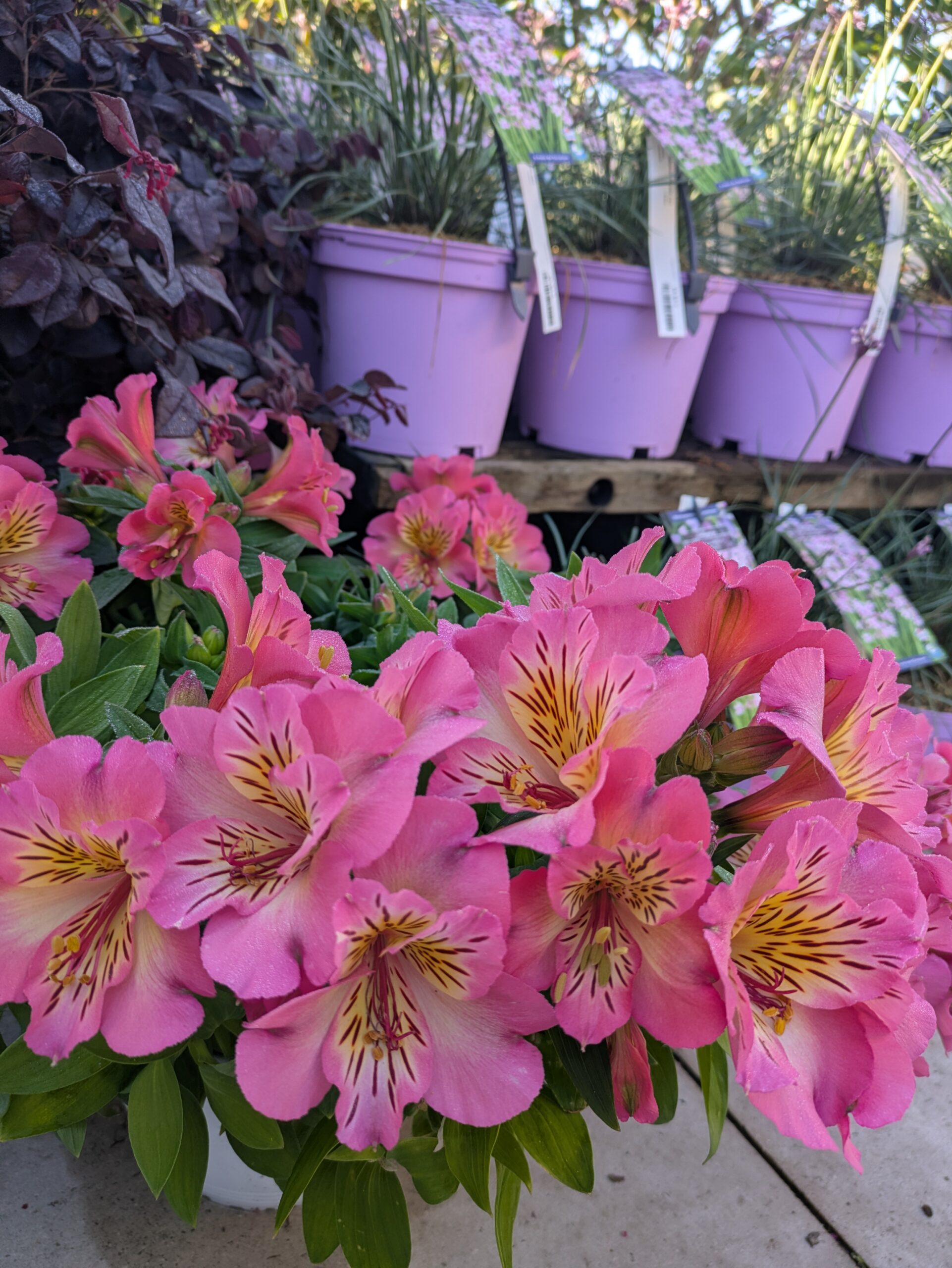 BOTAANY la pépinière à L'Aiguillon sur vie, fleurs, arbres, arbustes, potager, grands sujets, plantes rares vivaces, graminées.