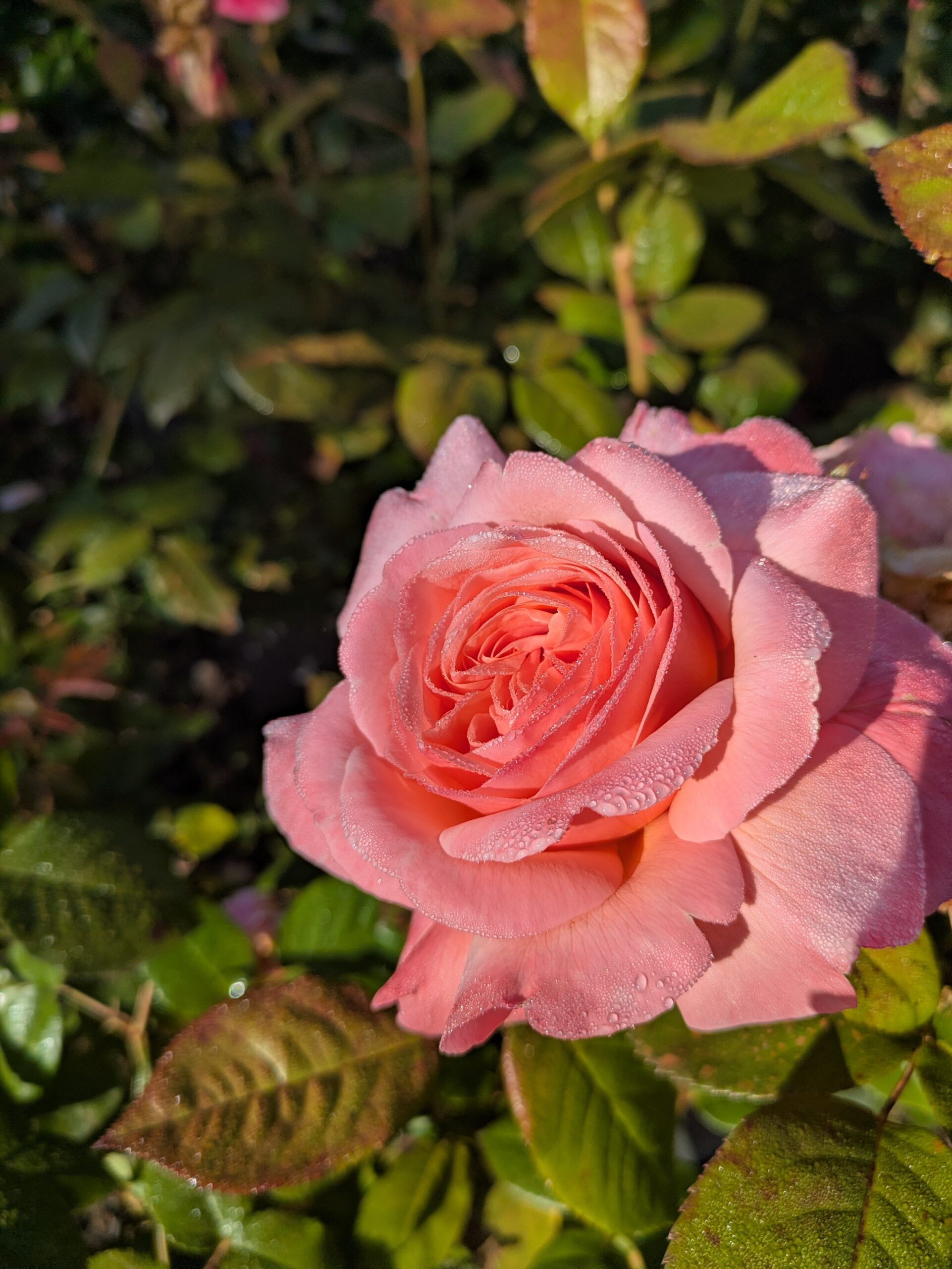 BOTAANY la pépinière à L'Aiguillon sur vie, fleurs, arbres, arbustes, potager, grands sujets, plantes rares vivaces, graminées.