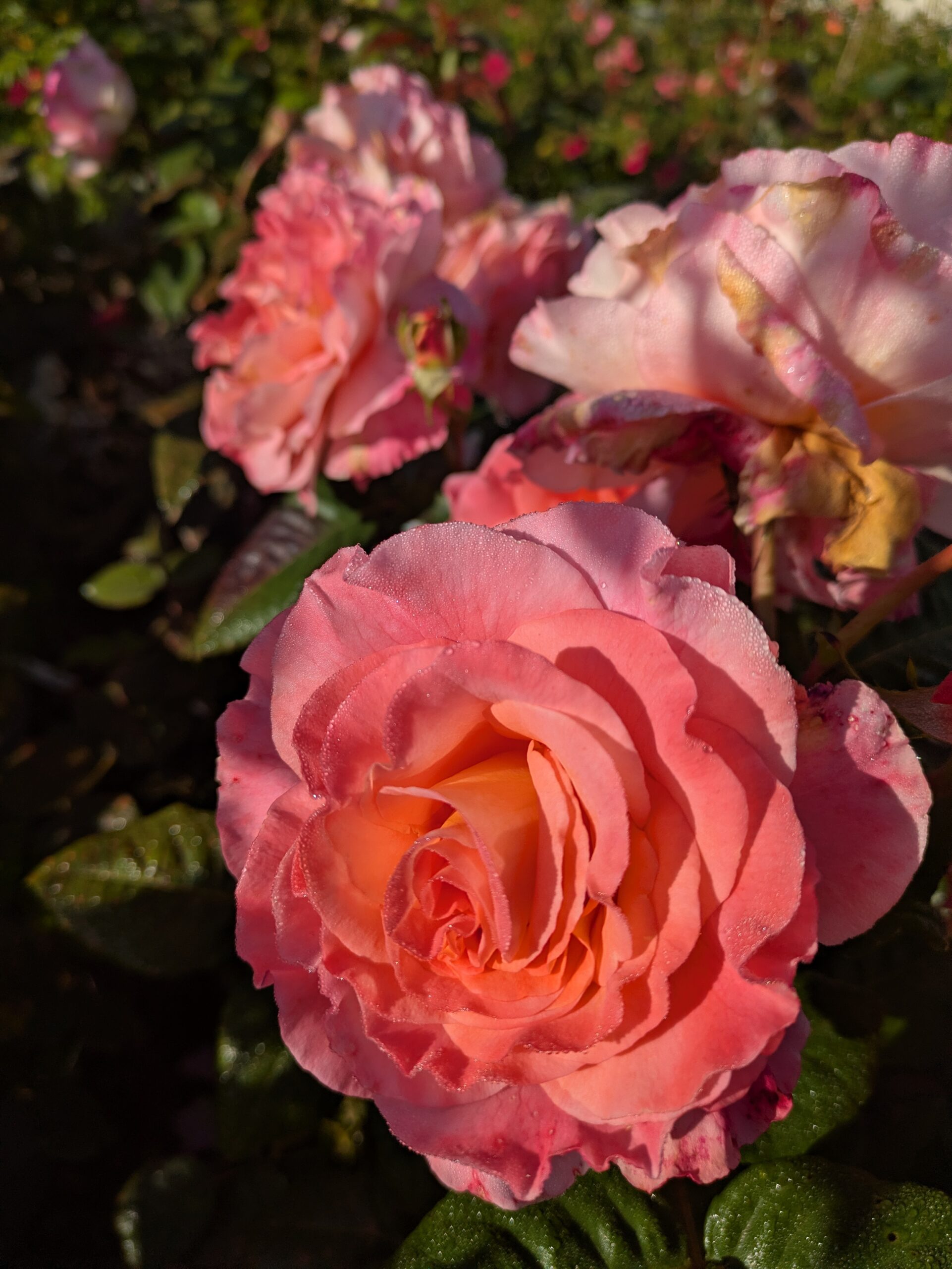 BOTAANY la pépinière à L'Aiguillon sur vie, fleurs, arbres, arbustes, potager, grands sujets, plantes rares vivaces, graminées.