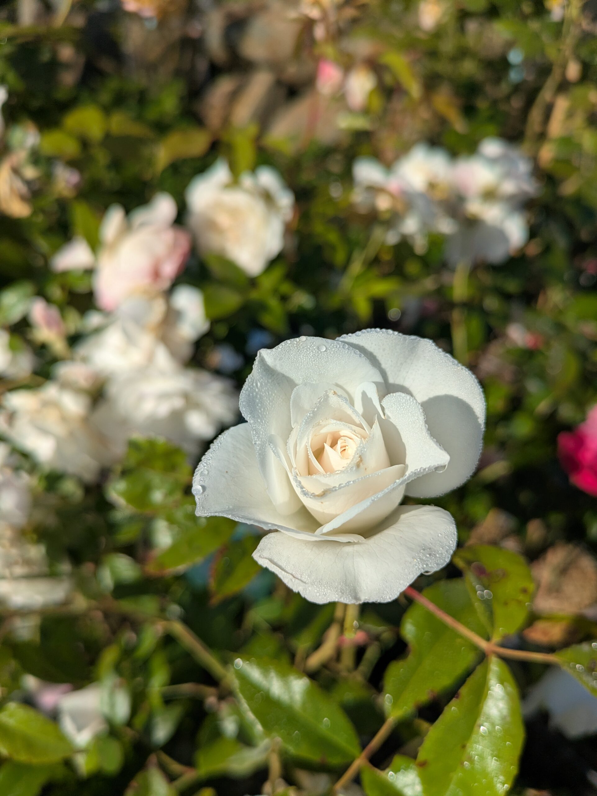 BOTAANY la pépinière à L'Aiguillon sur vie, fleurs, arbres, arbustes, potager, grands sujets, plantes rares vivaces, graminées.