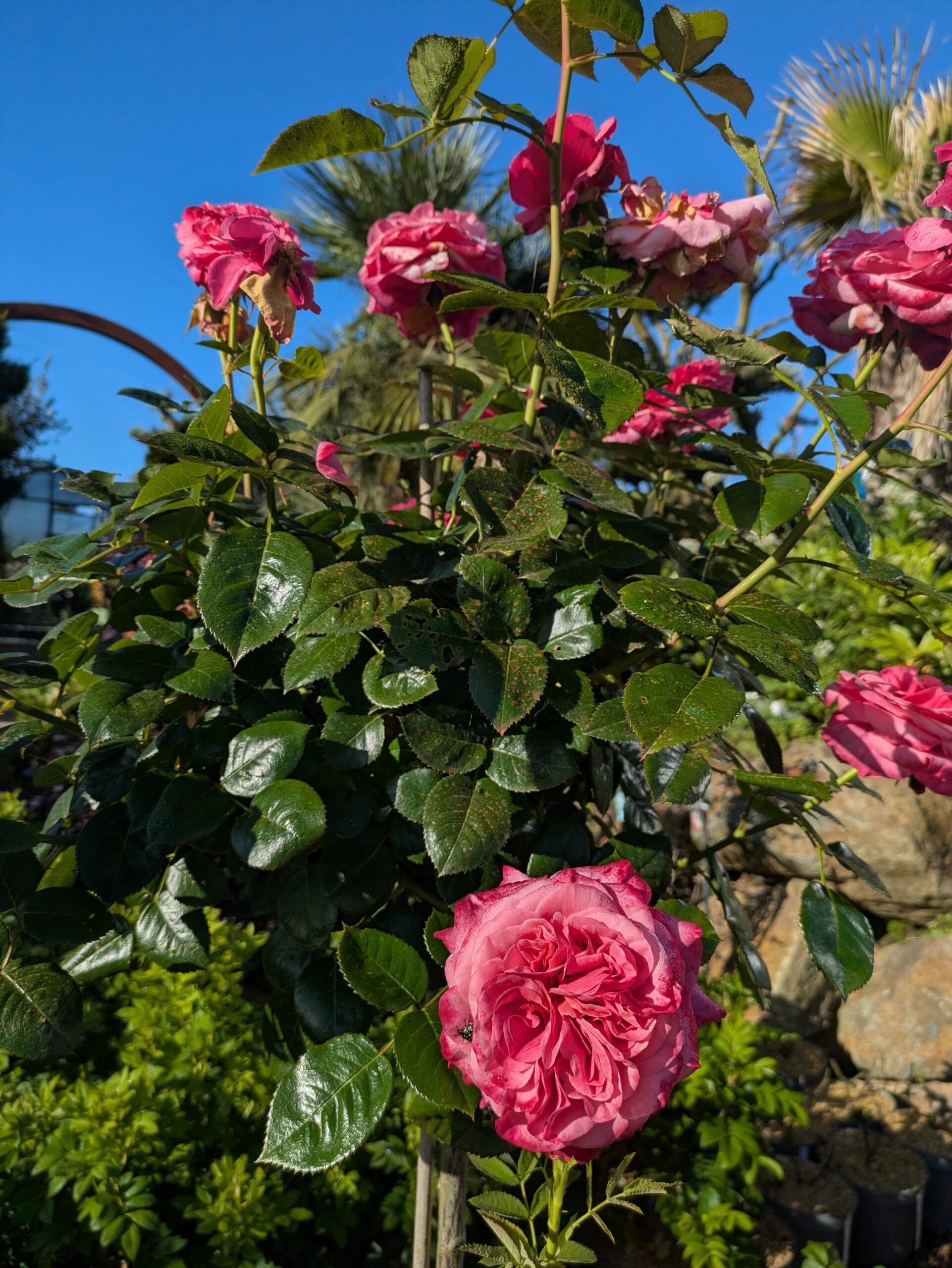 BOTAANY la pépinière à L'Aiguillon sur vie, fleurs, arbres, arbustes, potager, grands sujets, plantes rares vivaces, graminées.