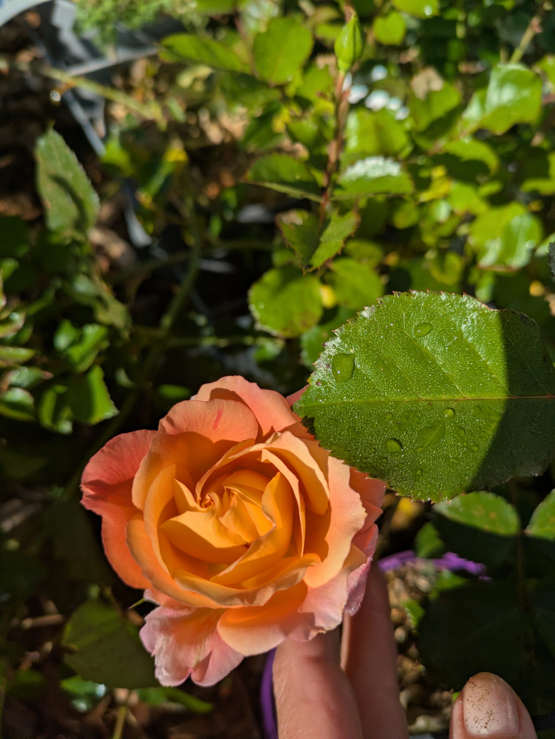 BOTAANY la pépinière à L'Aiguillon sur vie, fleurs, arbres, arbustes, potager, grands sujets, plantes rares vivaces, graminées.
