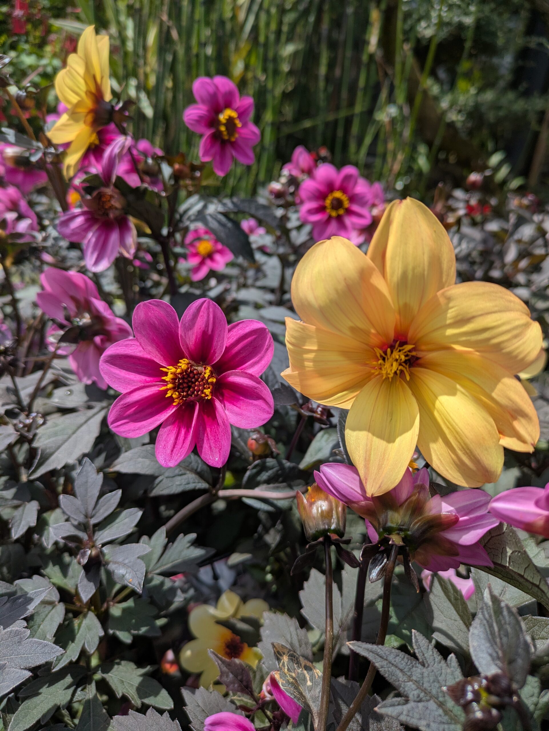 BOTAANY la pépinière, grand choix de végétaux dahlias à L'Aiguillon sur vie (85220)