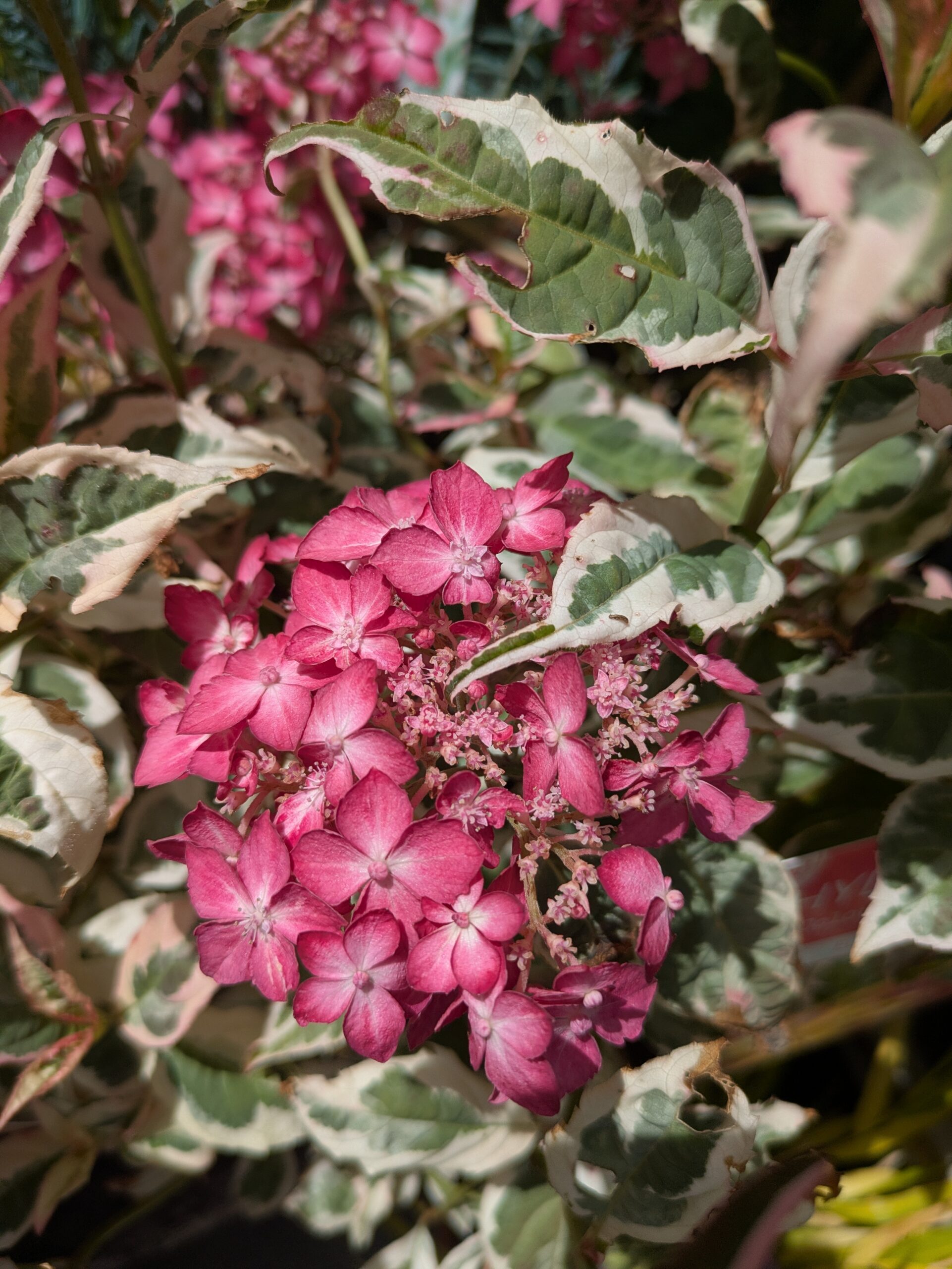BOTAANY la pépinière, grand choix de végétaux rhododendrons à L'Aiguillon sur vie (85220)