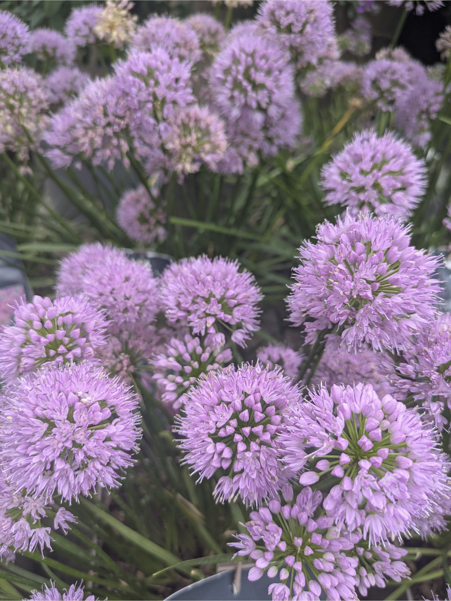 Pépinière BOTAANY fleurs, arbustes, grands sujets à L'Aiguillon sur vie (85220)