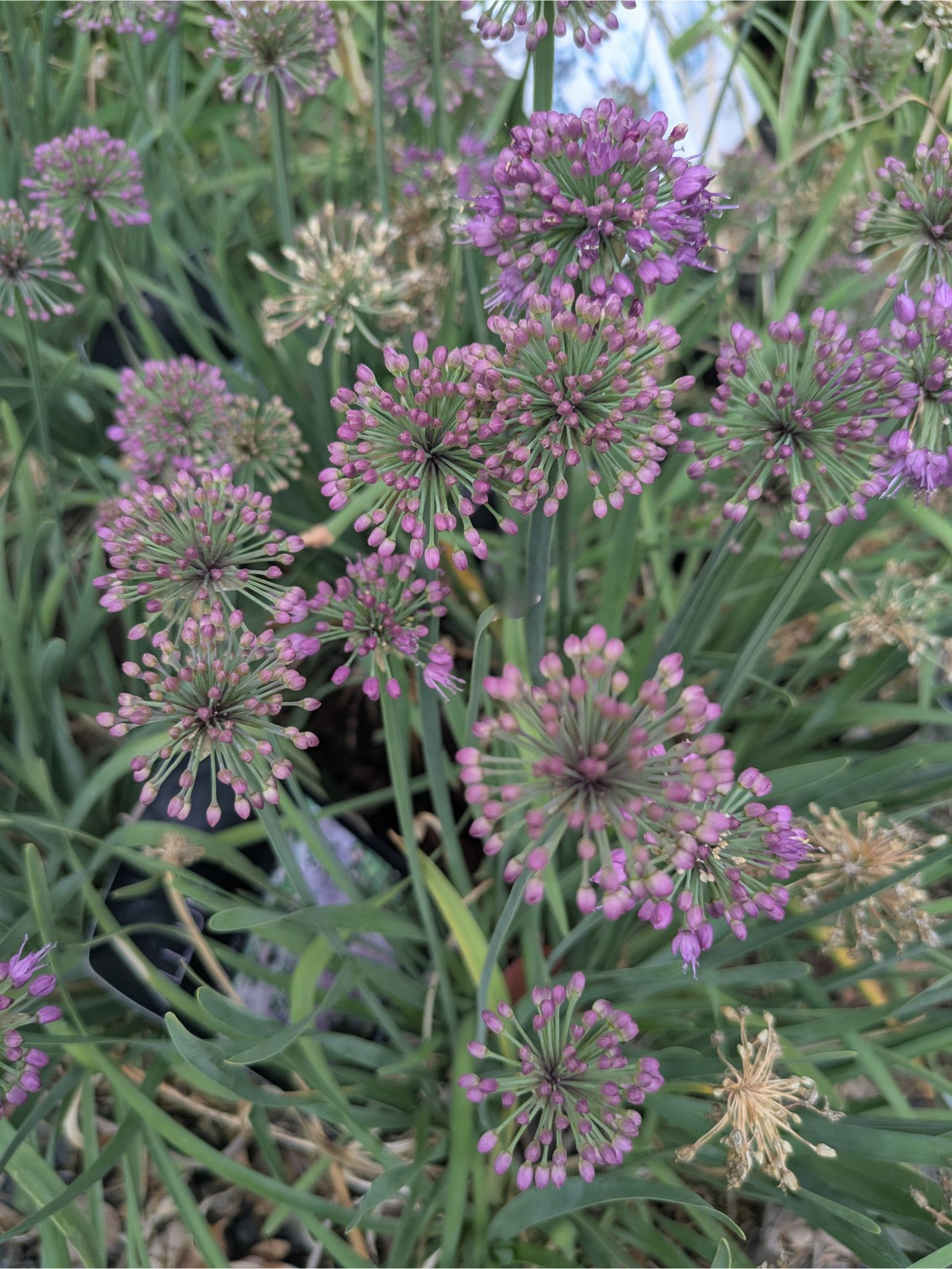Pépinière BOTAANY fleurs, arbustes, grands sujets à L'Aiguillon sur vie (85220)