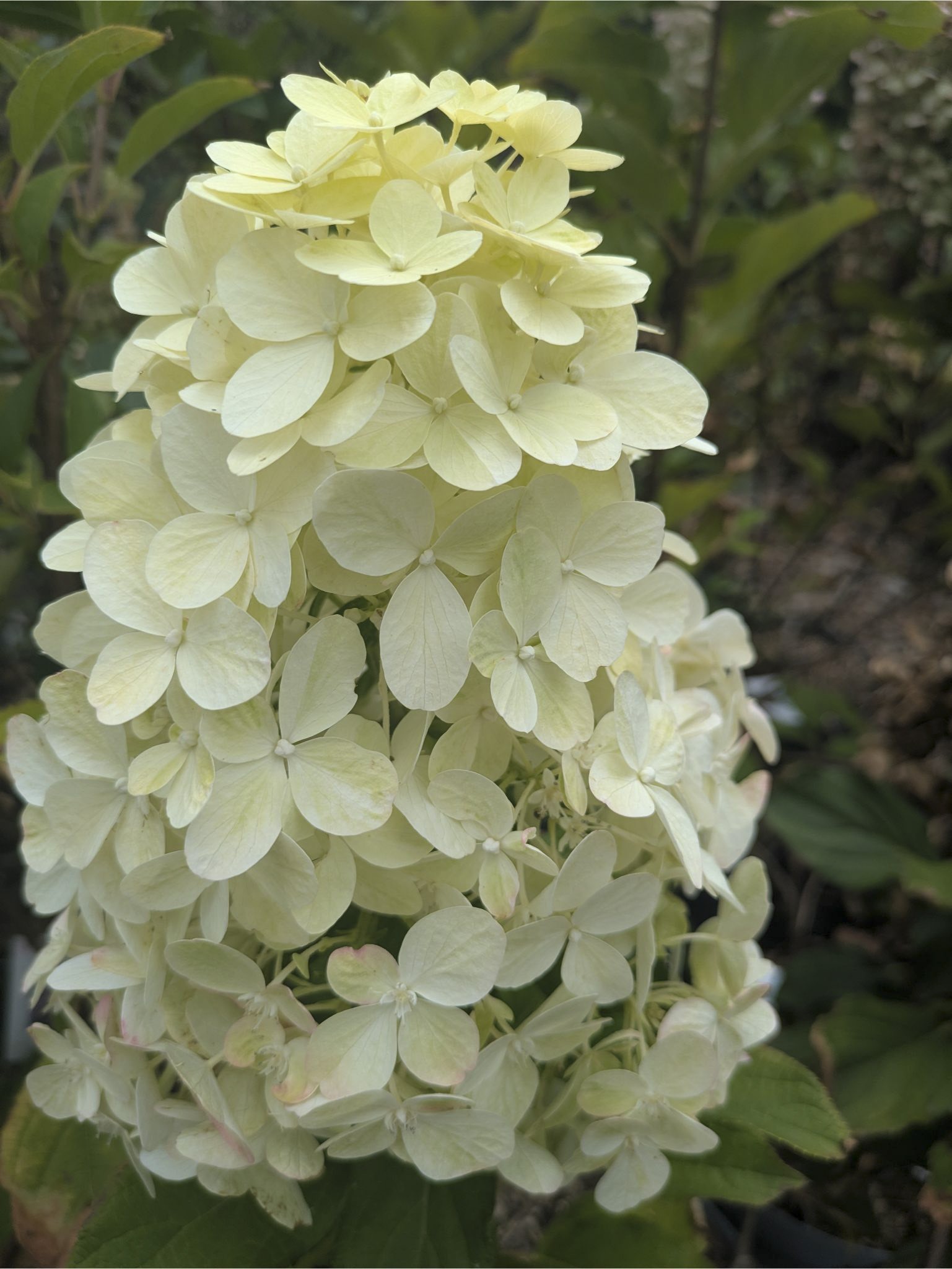 Pépinière BOTAANY fleurs, arbustes, grands sujets à L'Aiguillon sur vie (85220)