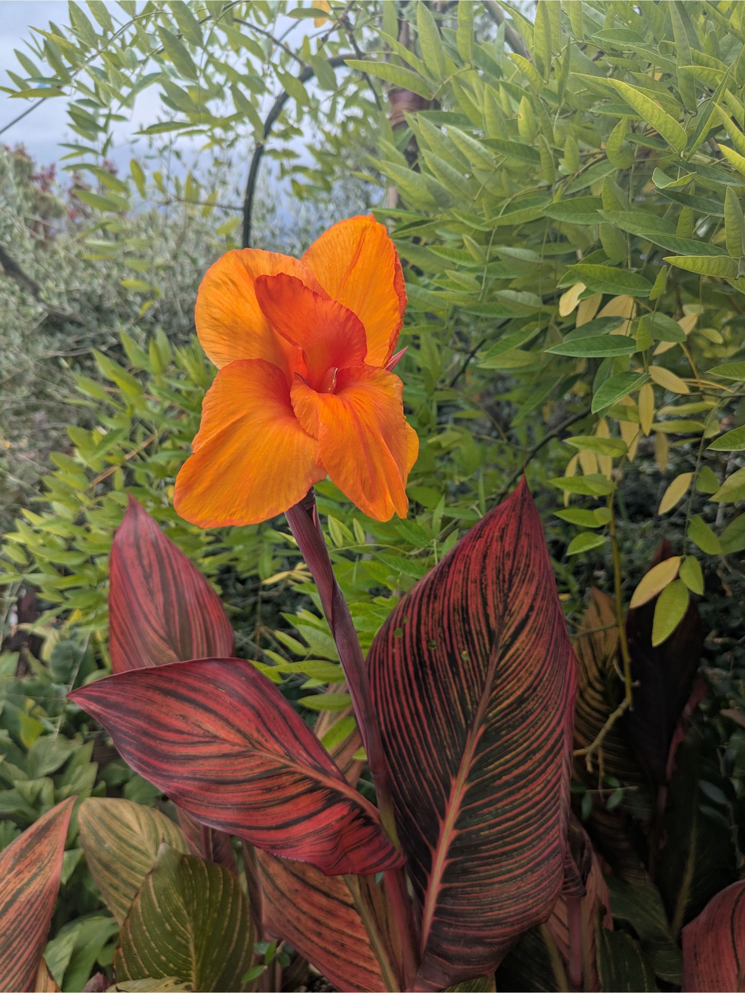 Pépinière BOTAANY fleurs, arbustes, grands sujets à L'Aiguillon sur vie (85220)