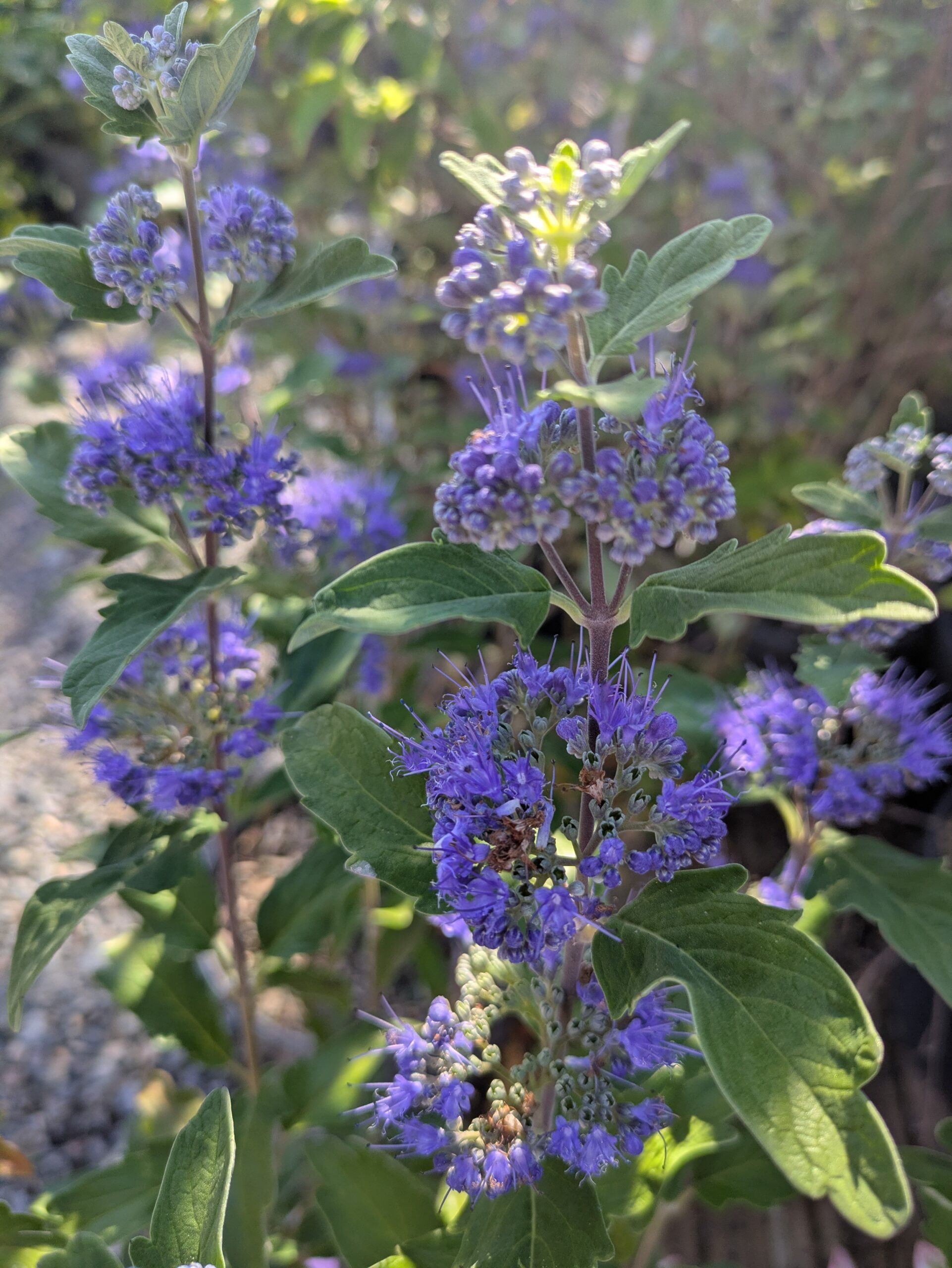 BOTAANY la pépinière , arbres, arbustes, fleurs, vivaces, graminées à L'Aiguillon sur vie (85220
