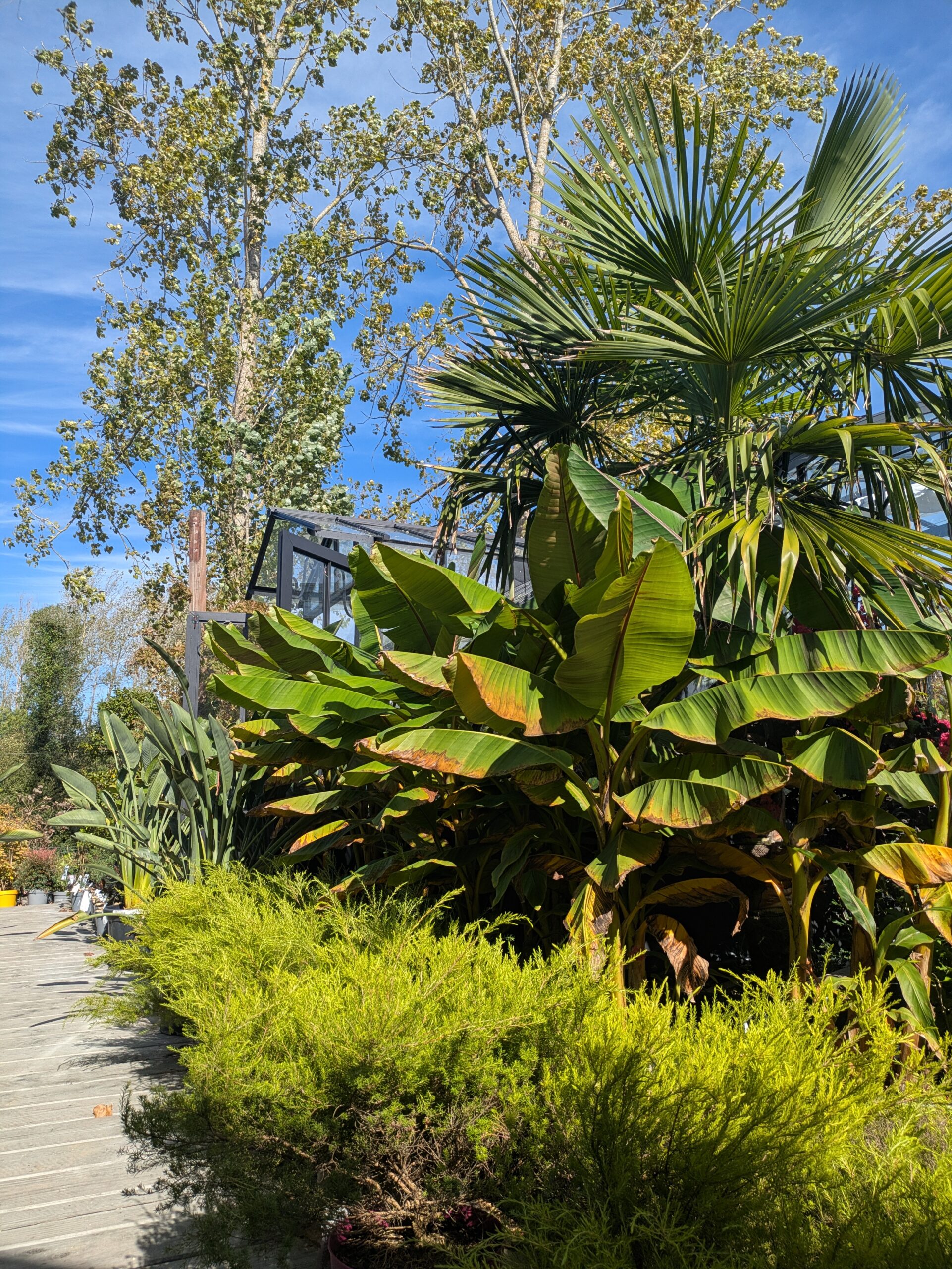 BOTAANY la pépinière , arbres, arbustes, fleurs, vivaces, graminées à L'Aiguillon sur vie (85220