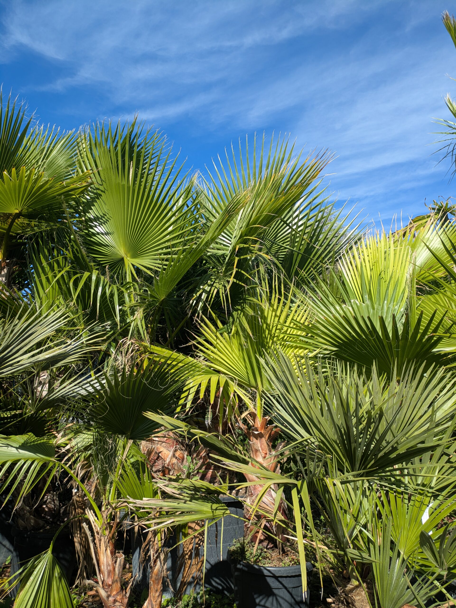 BOTAANY la pépinière , arbres, arbustes, fleurs, vivaces, graminées à L'Aiguillon sur vie (85220