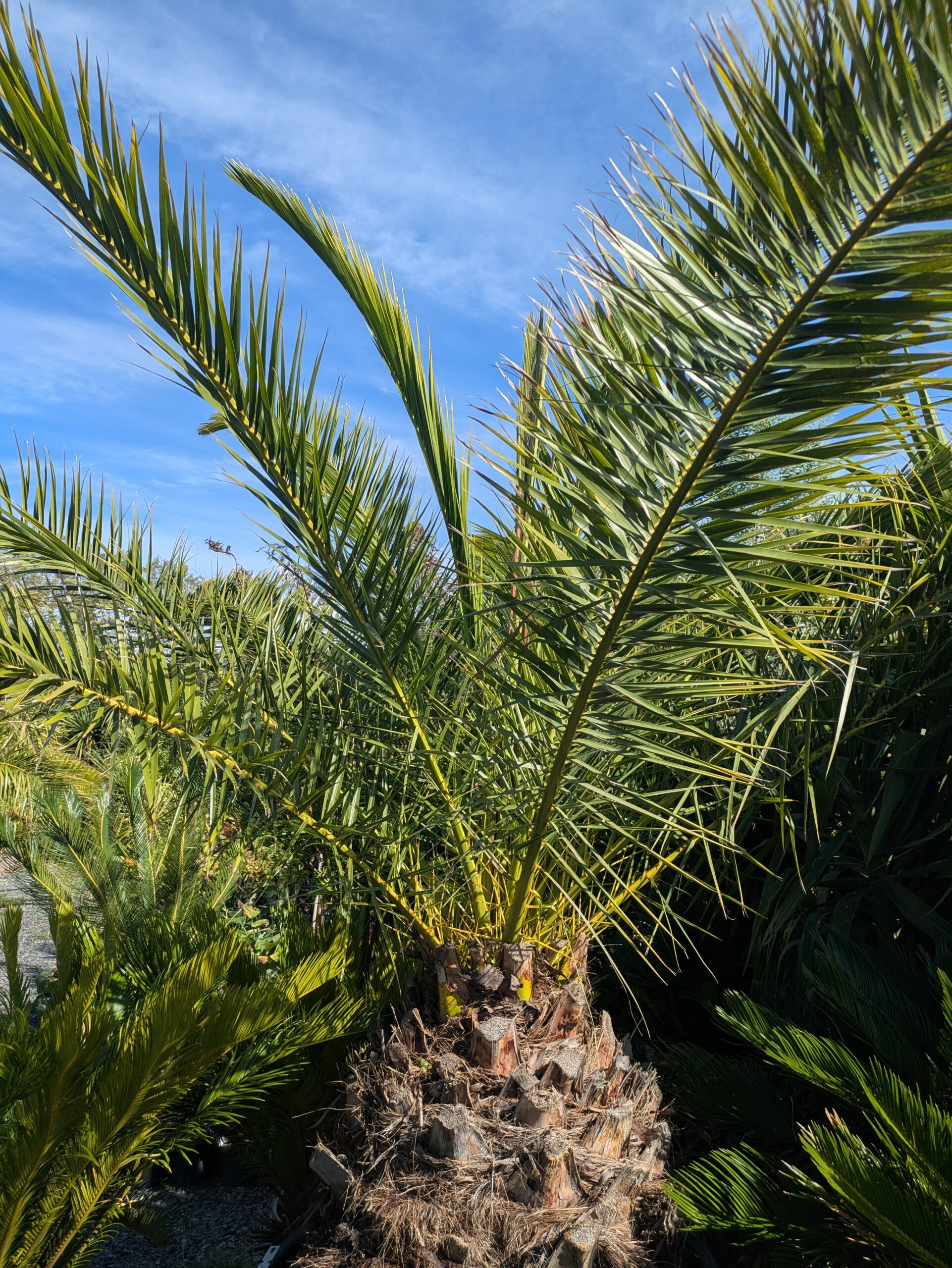 BOTAANY la pépinière , arbres, arbustes, fleurs, vivaces, graminées à L'Aiguillon sur vie (85220
