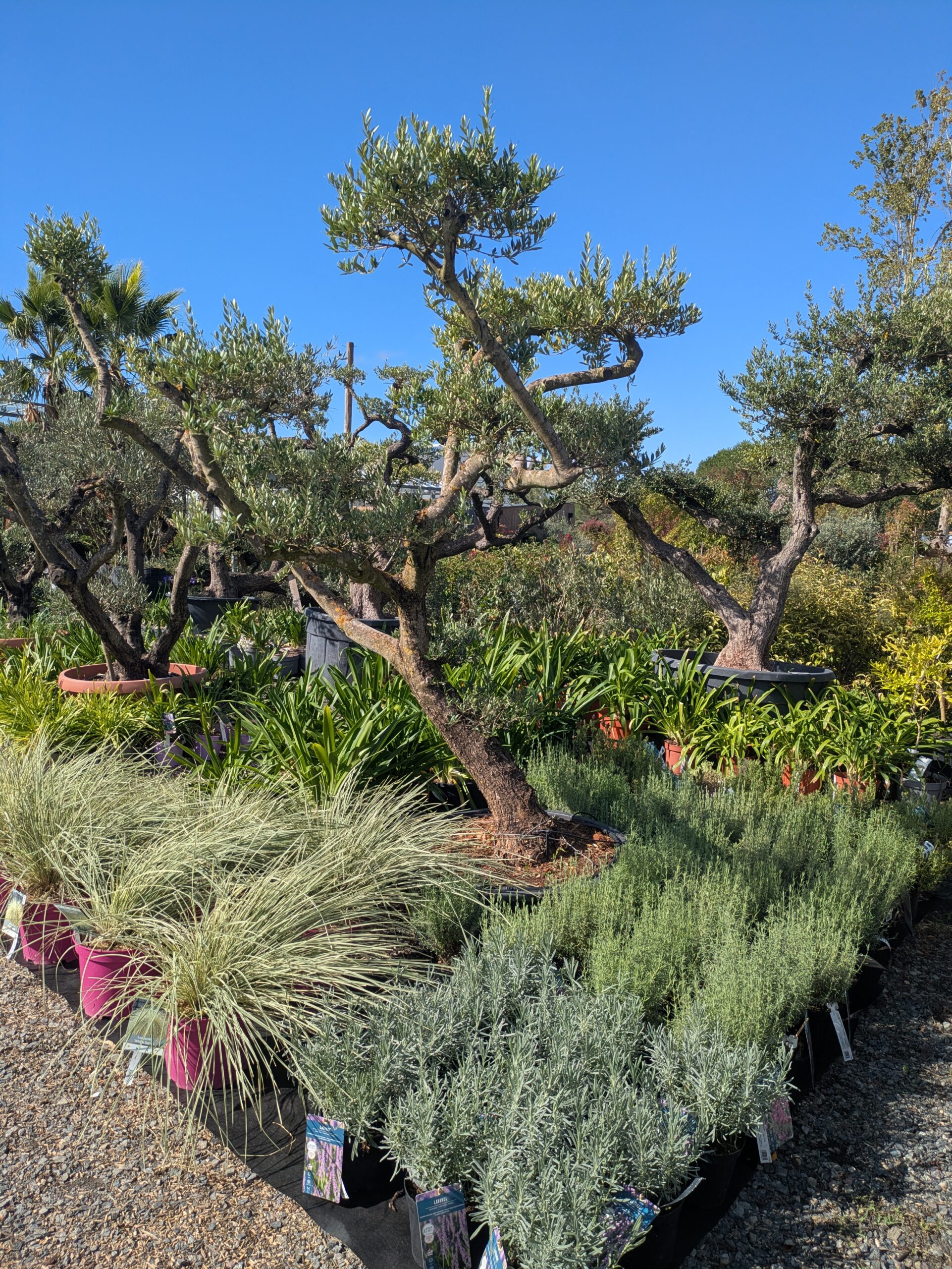 BOTAANY la pépinière , arbres, arbustes, fleurs, vivaces, graminées à L'Aiguillon sur vie (85220