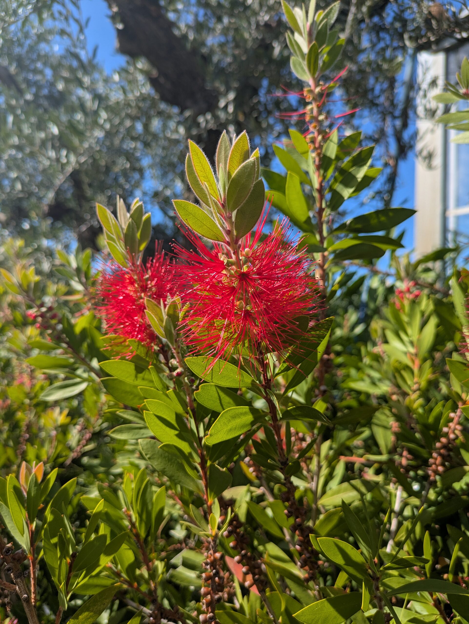 BOTAANY la pépinière , arbres, arbustes, fleurs, vivaces, graminées à L'Aiguillon sur vie (85220).